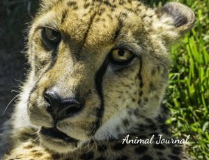 Cheetah Journal for Tots & Young Children