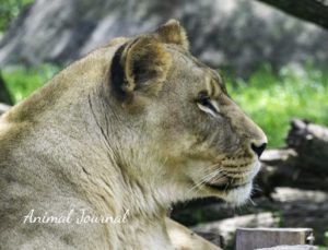 lion animal journal